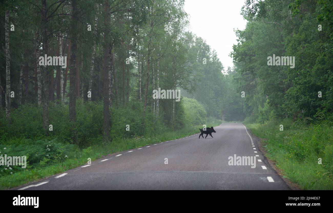 Young wild boar running across the road Stock Photo
