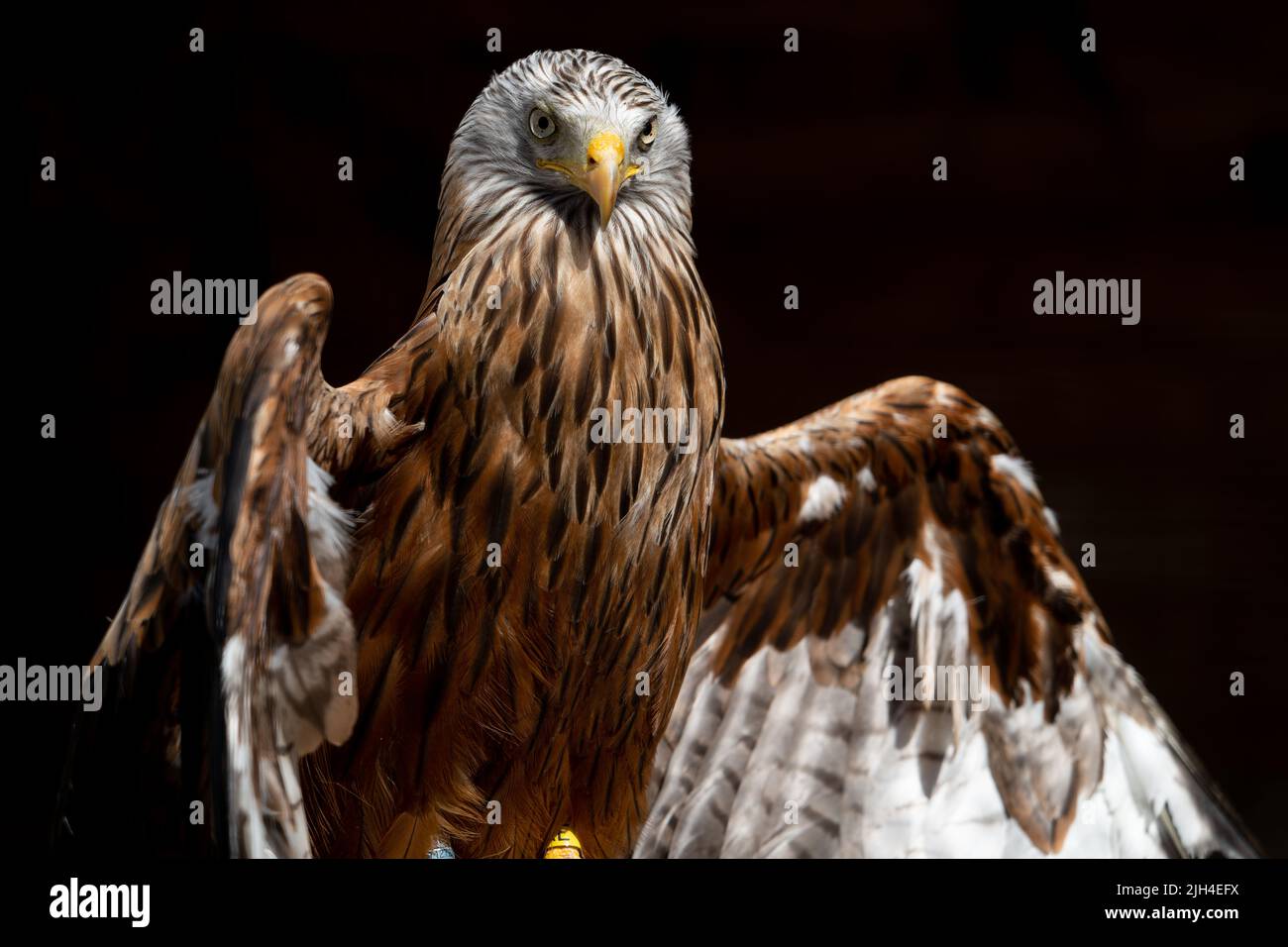Captive Red kite (Milvus Milvus) with its wings out warming in the sun against a black background Stock Photo