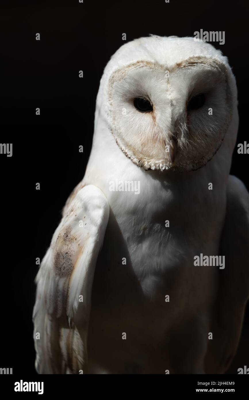 beautiful-barn-owl-portrait-with-distinctive-white-facial-disc-against