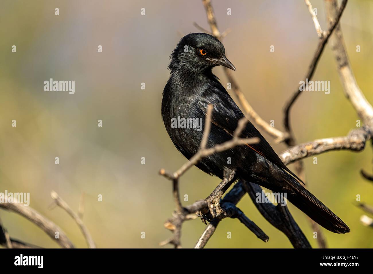 A pale-winged starling (Onychognathus nabouroup) sitting on tree-branches in Namibia. Stock Photo