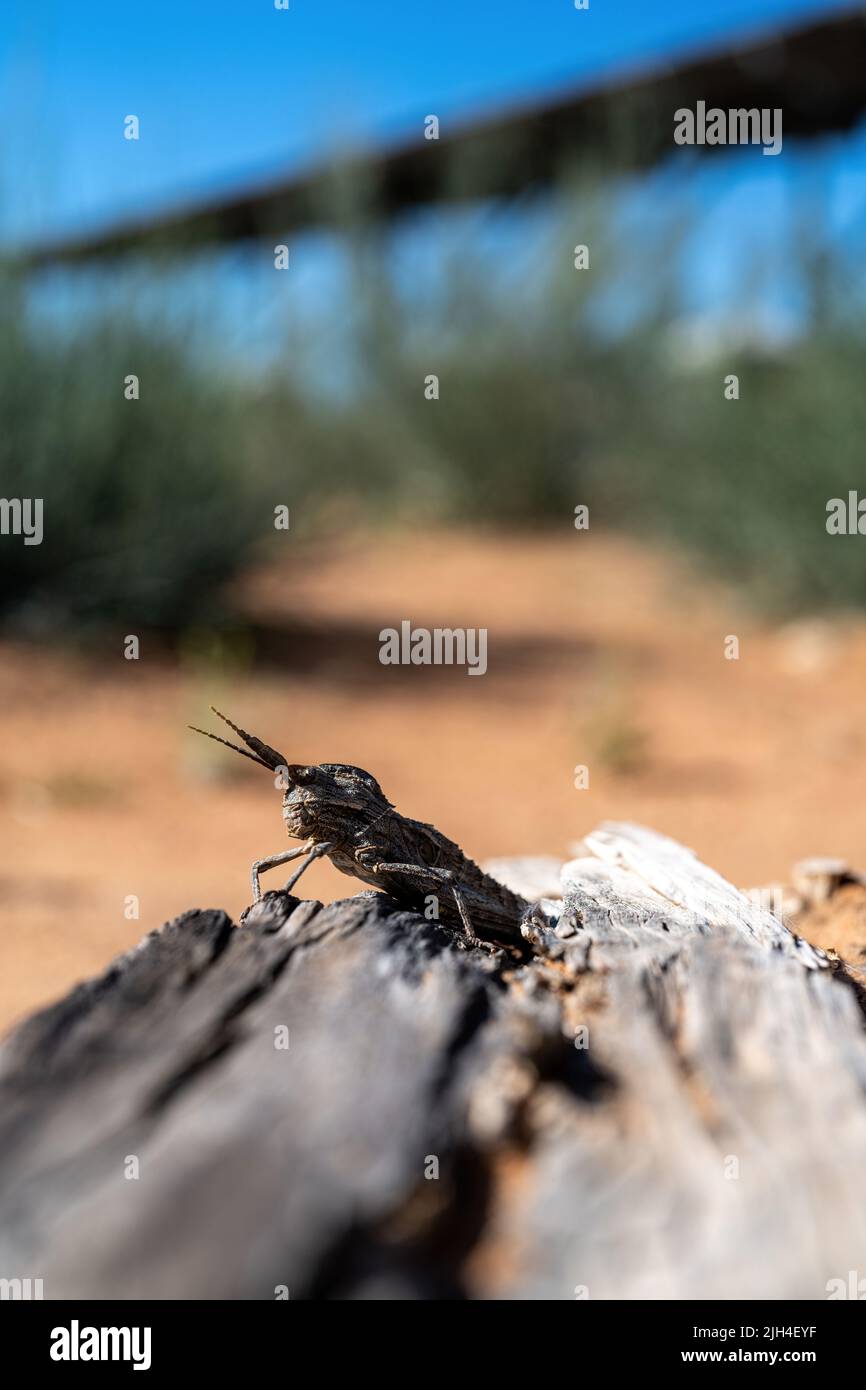 A stone locust sits on a log in Namibia Stock Photo
