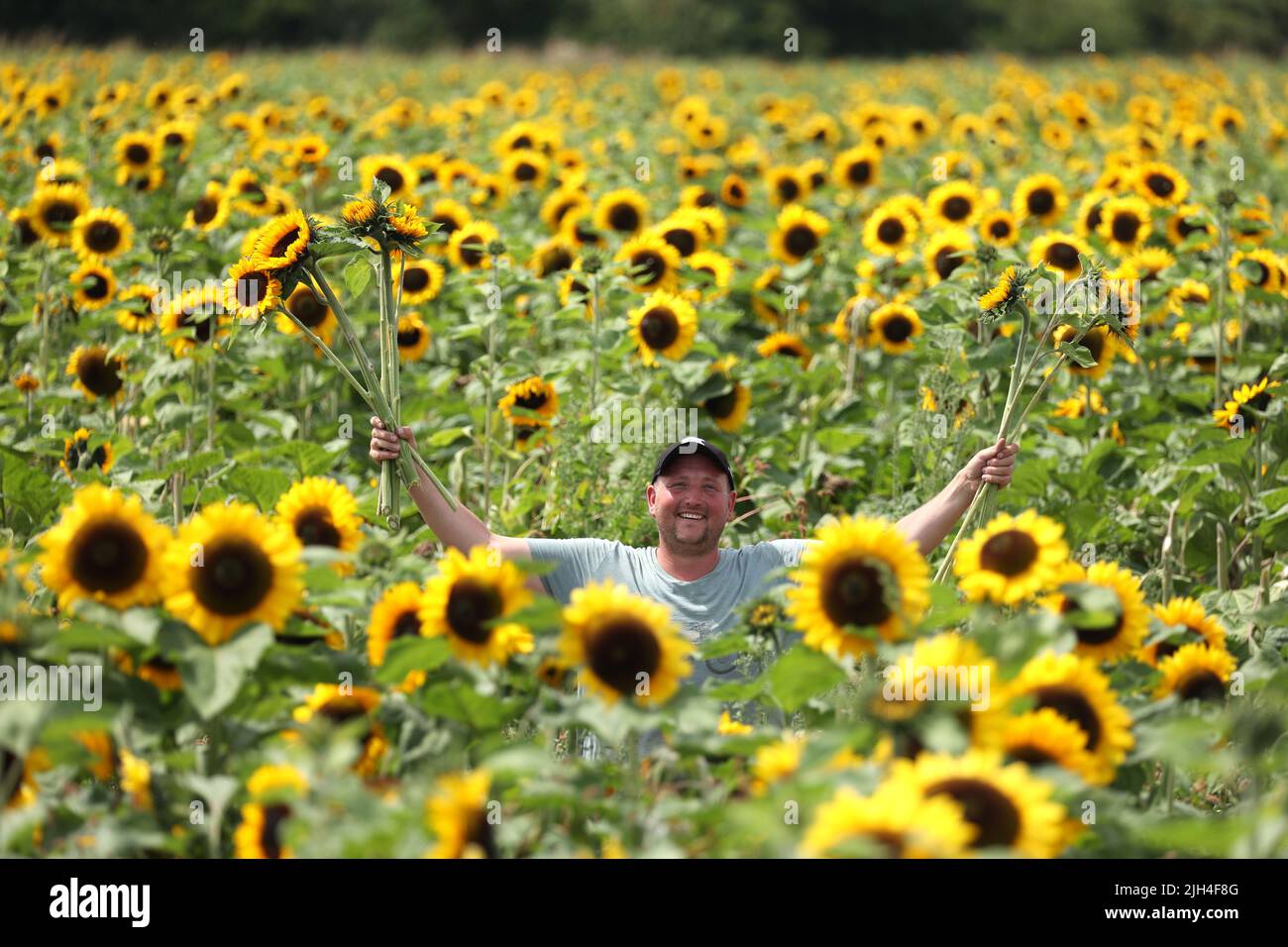 Sunflower grower Charles Robinson in one of his fields of sunflowers, near Spalding