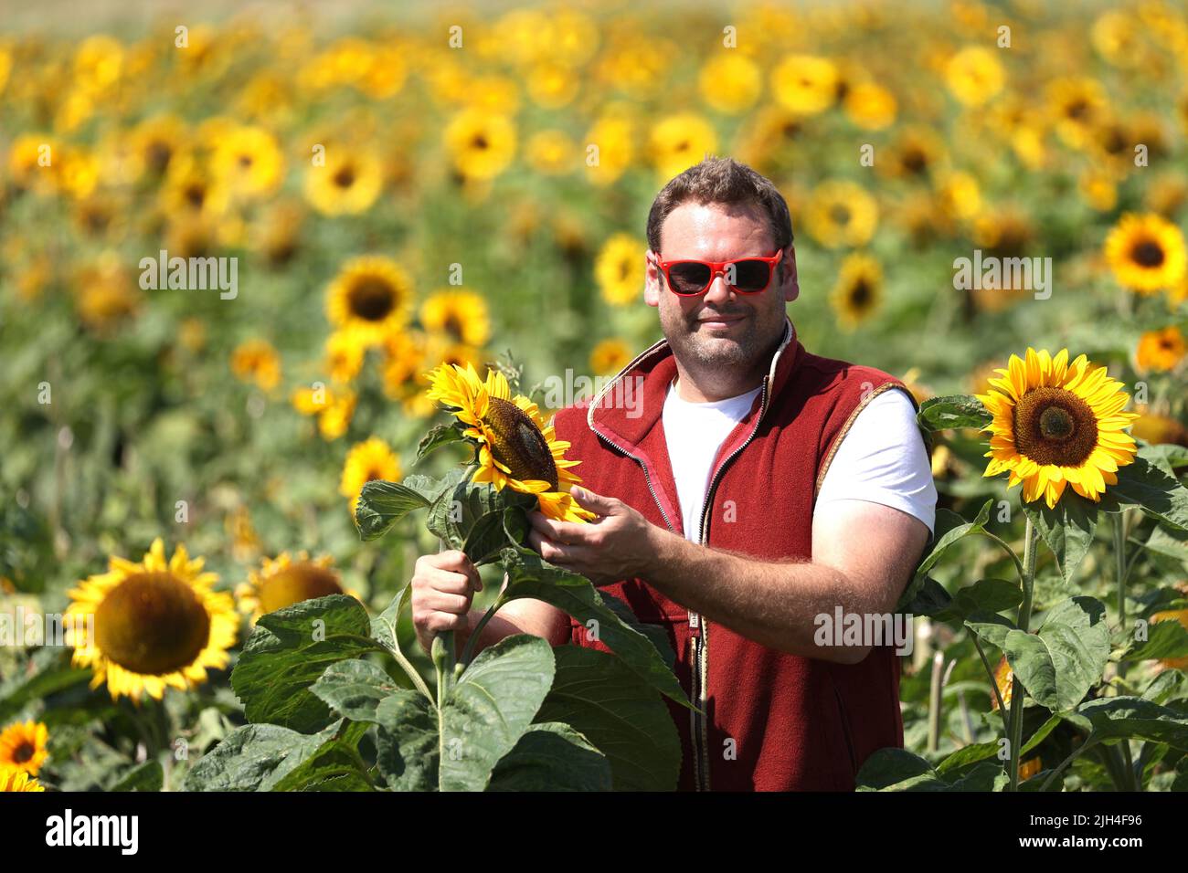 sunflower-grower-james-lacey-of-l-d-flowers-inspects-one-of-his-fields