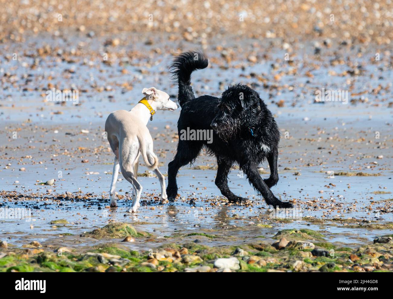 Littlehampton, West Sussex, UK. Friday 15th July 2022. Dogs playing on the beach on another very warm and sunny morning on the south coast. Credit: Geoff Smith/Alamy Live News Stock Photo