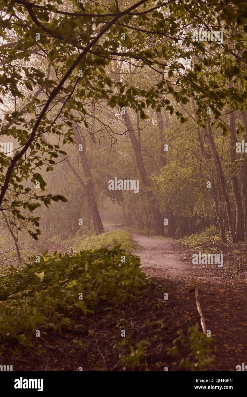 Dirt road among trees on a rainy summer day Stock Photo - Alamy