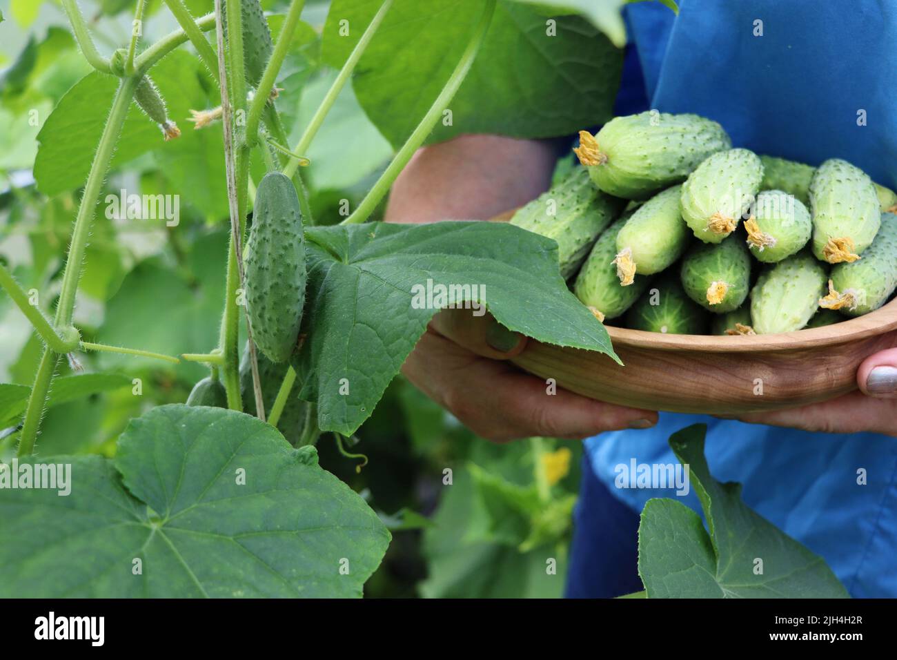 Farmer woman holding fresh cucumbers in her hands. Woman harvesting cucumbers in a greenhouse Stock Photo