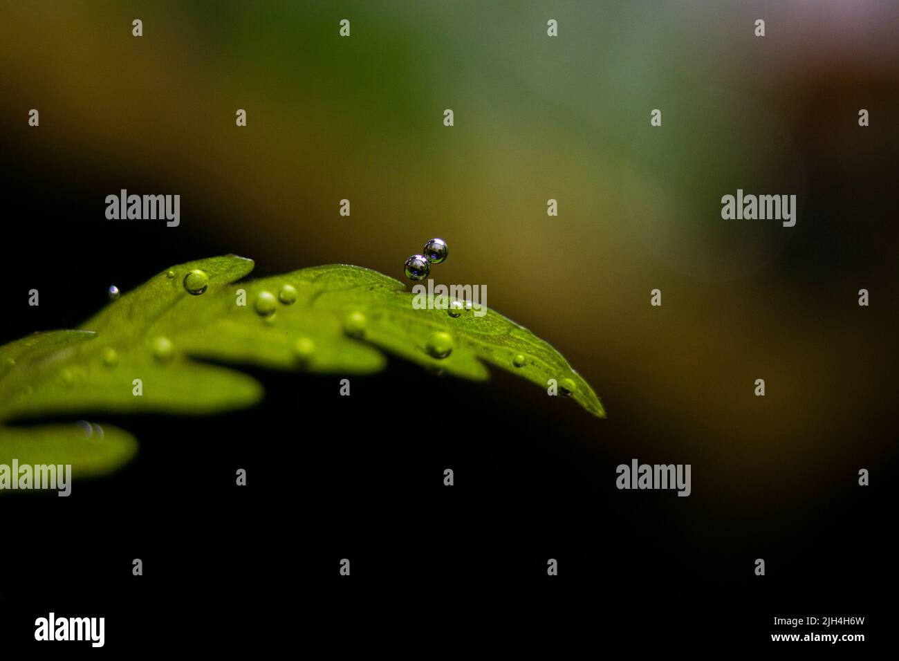 Green underwater plants hi-res stock photography and images - Alamy