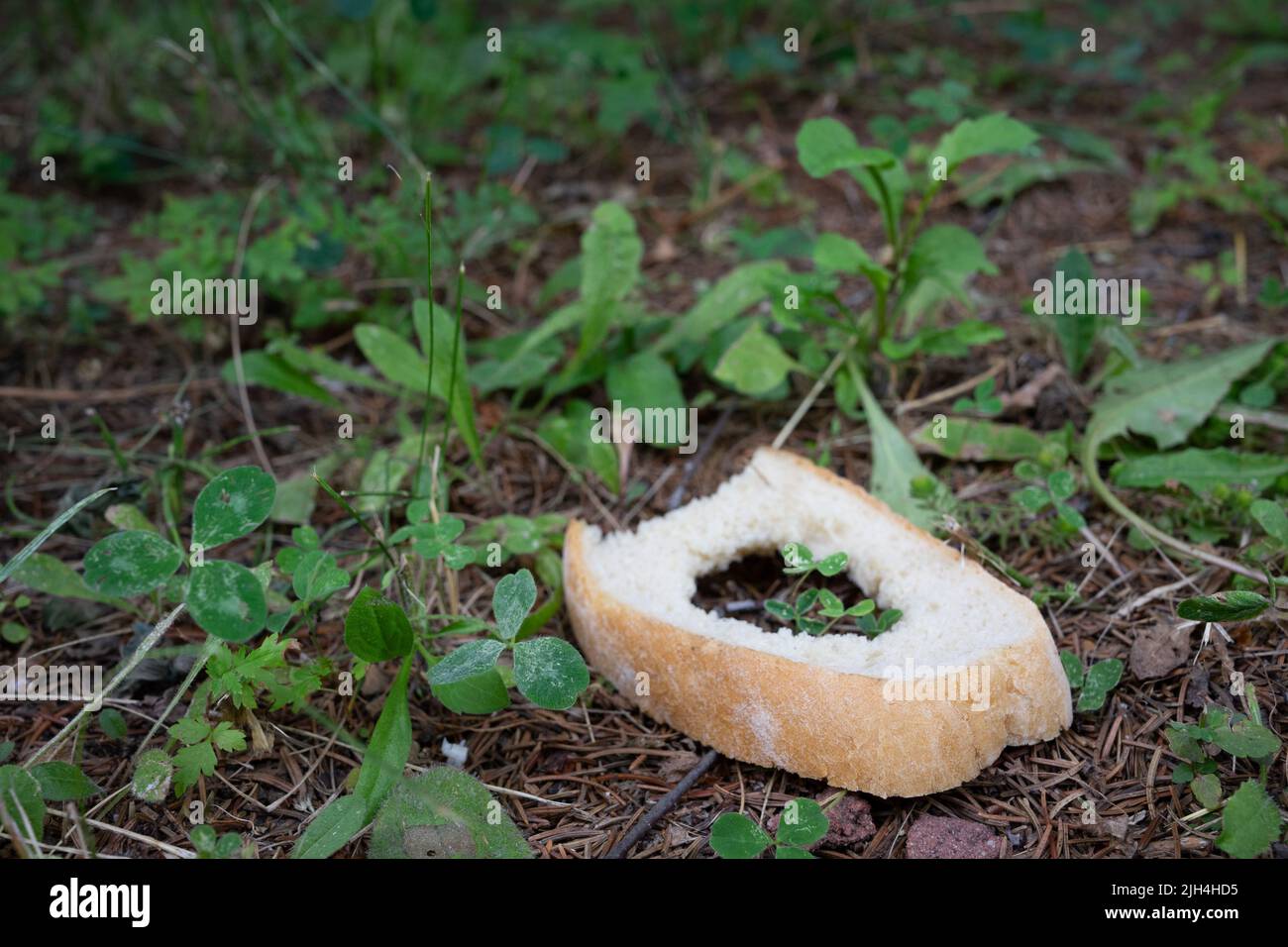 A piece of white bread with a hole in the middle on the green grass