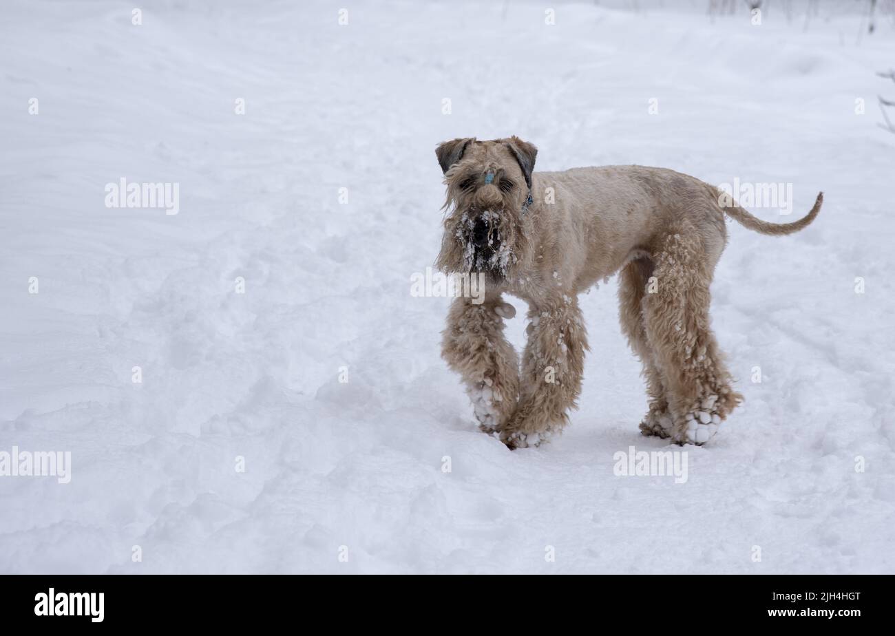 Irish Soft Coated wheaten terrier.Fluffy golden dog on a walk in a snowy park. Stock Photo