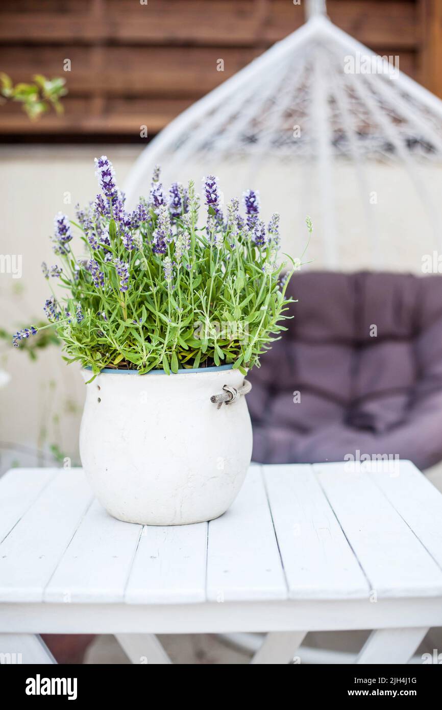 blooming lavander in a ceramic pot on hanging garden chair background Stock Photo