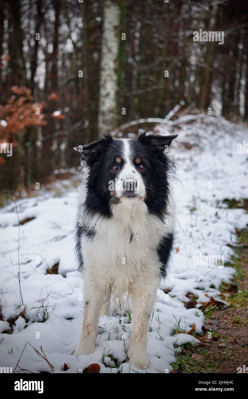 Cute Border Collie in front of a snowy forest Stock Photo