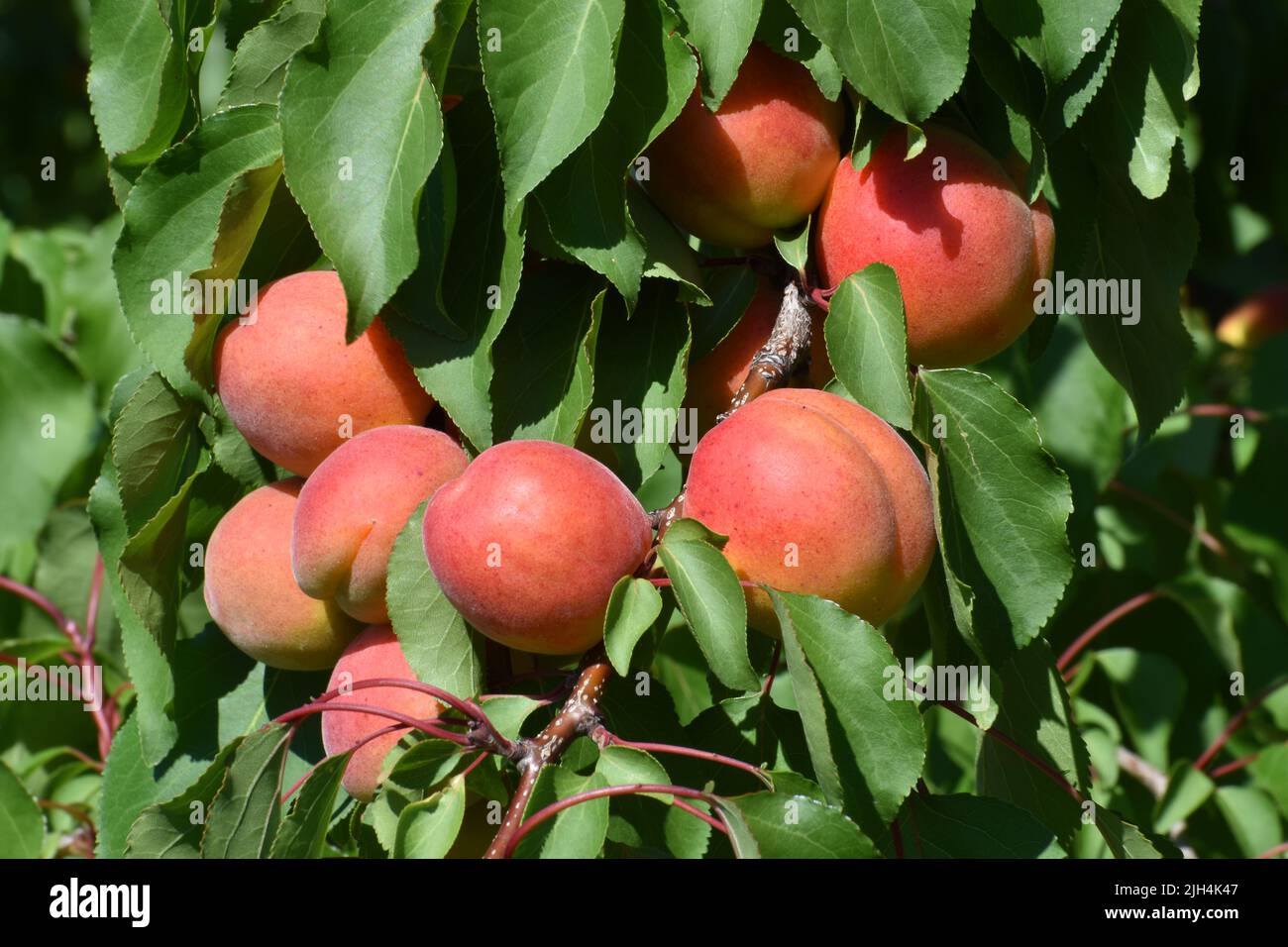Ripe fresh apricot fruits hi-res stock photography and images - Alamy