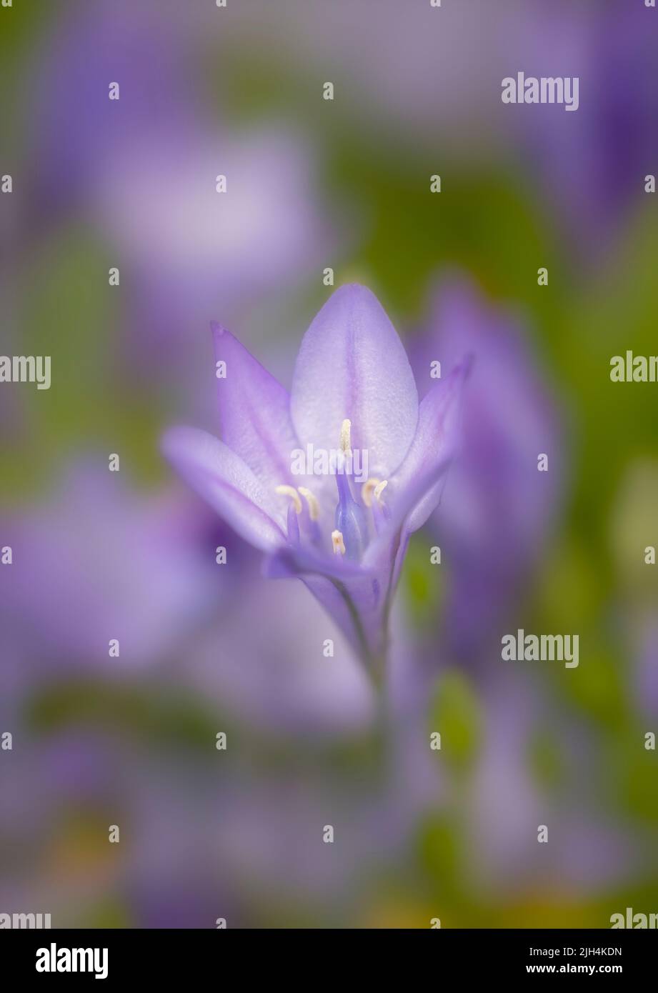 A beautiful dwarf Agapanthus flower standing out from a soft, out of focus background Stock Photo