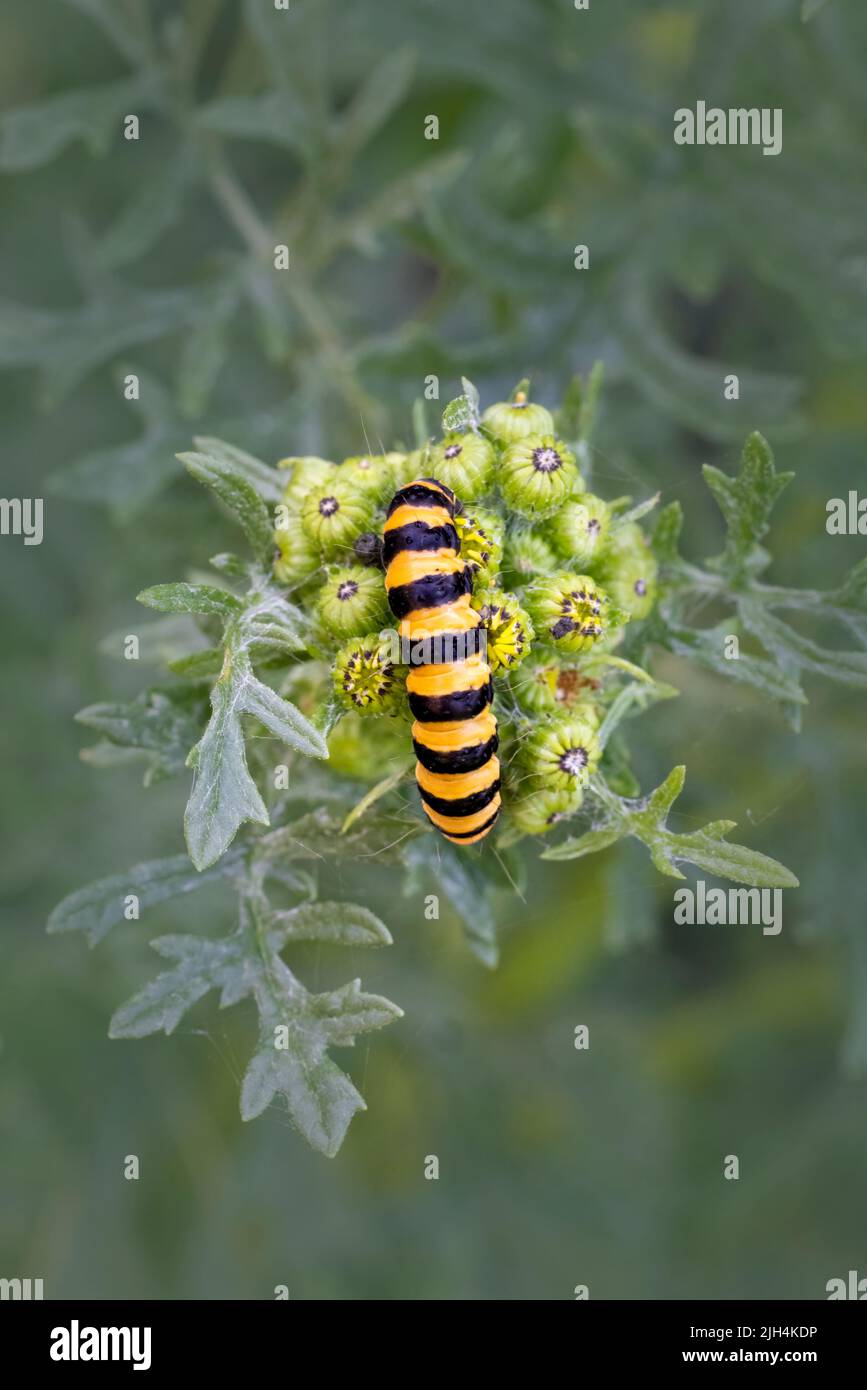 Yellow and black caterpillars hires stock photography and images Alamy