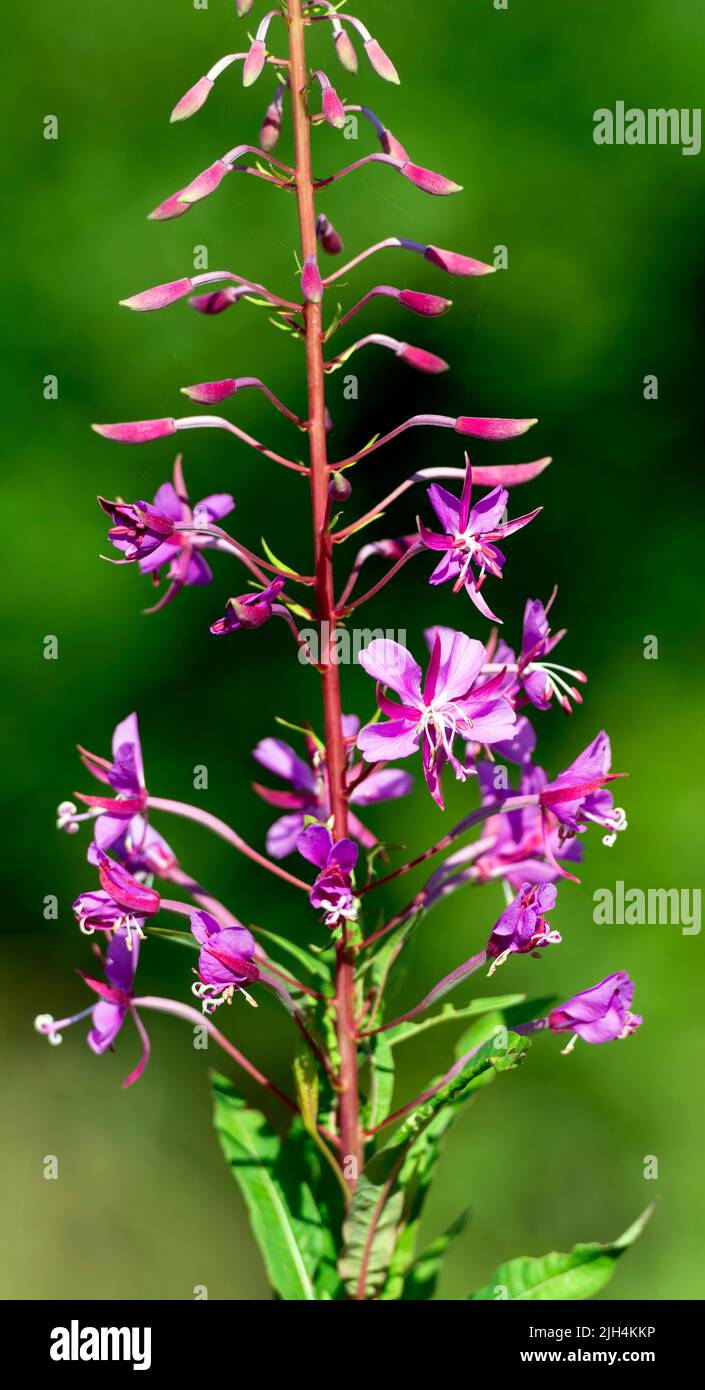Willowherb flower hi-res stock photography and images - Alamy