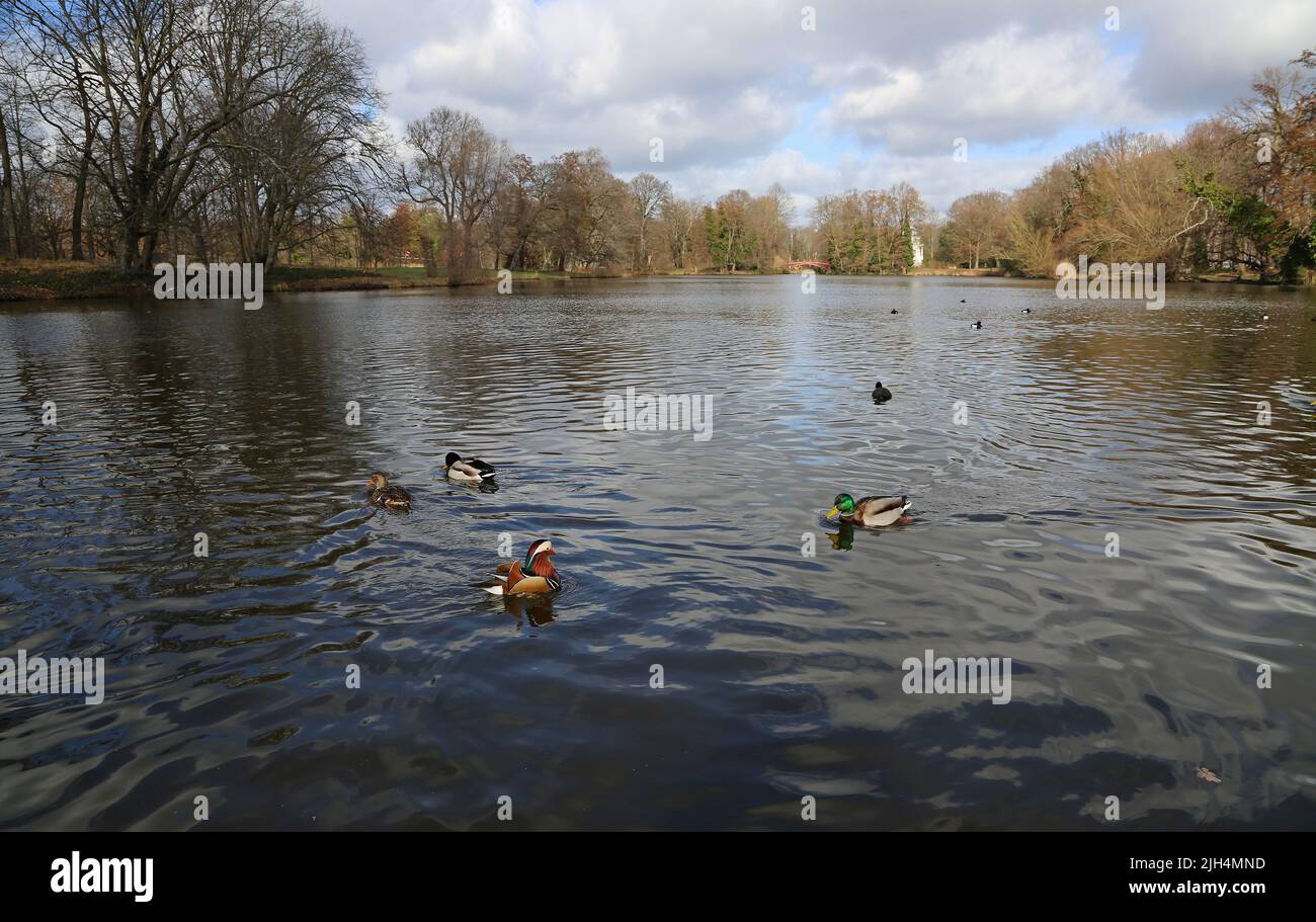 Ducks in Charlottenburg Park, Berlin, Germany Stock Photo