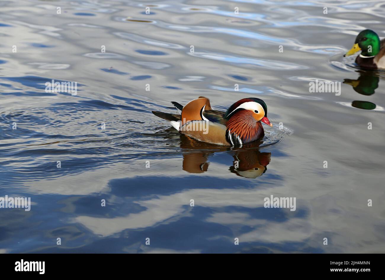 Mandarin duck Berlin, Germany Stock Photo Alamy