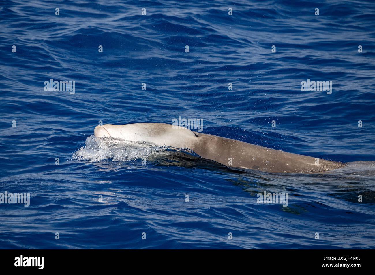 cuvier beaked whale while breathing on sea surface close up Stock Photo