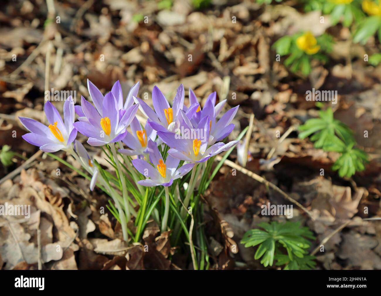 Group of Crocus flowers Stock Photo