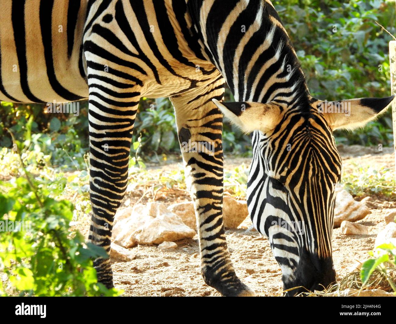 A wild zebra animal eating in a grass land, Zebras are African equines with distinctive black and white striped coats with three types grevy, plains a Stock Photo