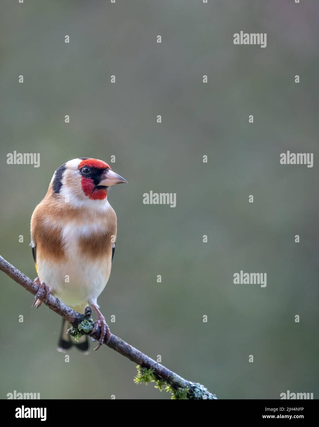 European goldfinch bird, (Carduelis carduelis), perched on a branch during Springtime Stock Photo