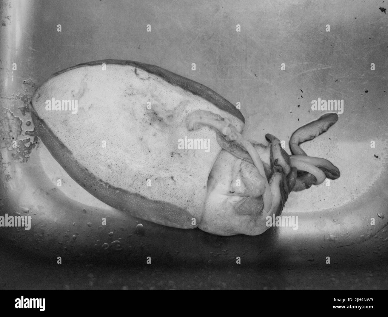cleaning a raw adriatic cuttlefish at home in Numana, Marche, Italy ...