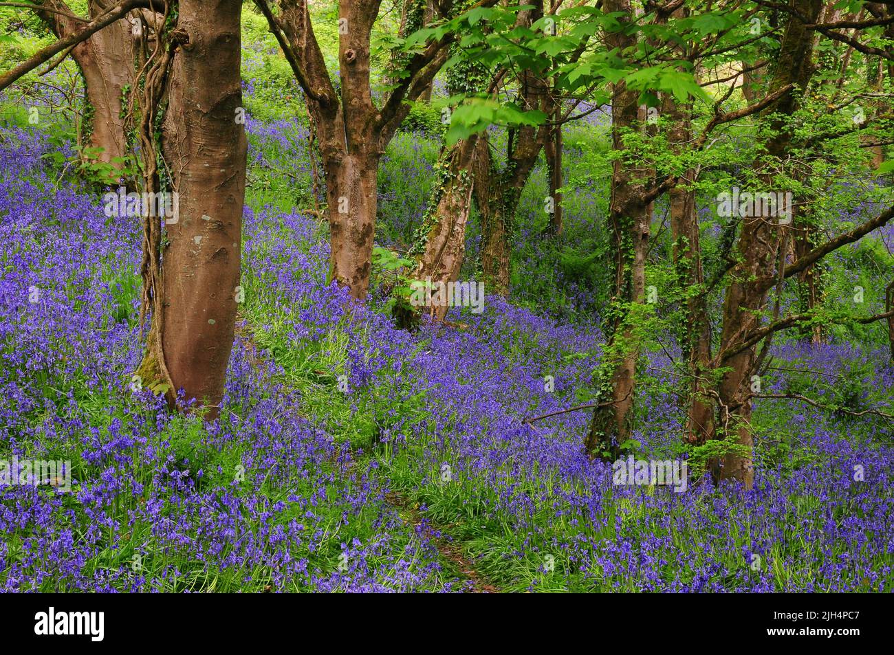 Bluebells in woodland on Eype Down near Bridport, Dorset. UK Stock Photo