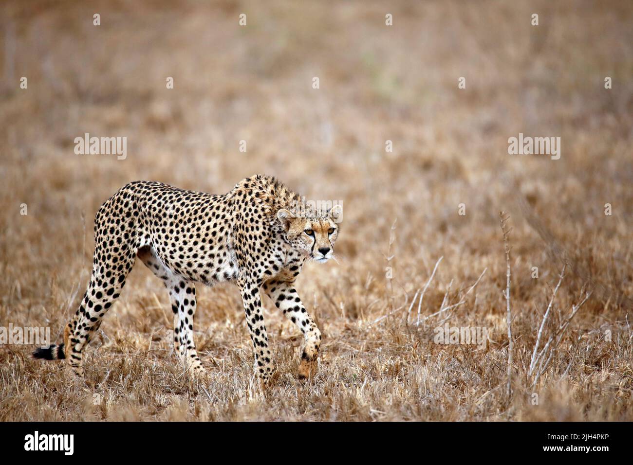 Cheetah Walking on Grass. Taita Hills, Kenya Stock Photo