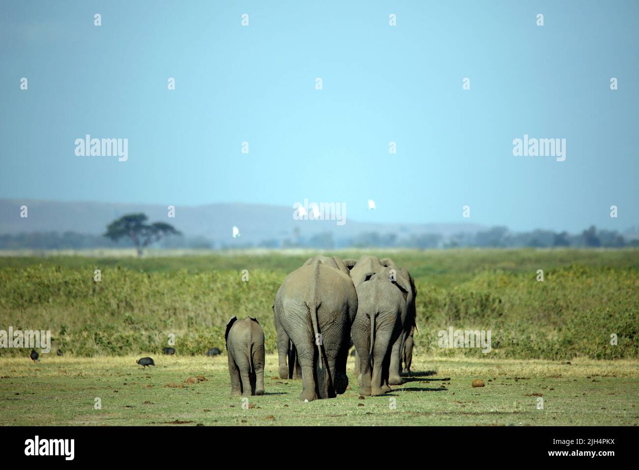 Family of African Elephant (Loxodonta africana) Walking Away. Amboseli, Kenya Stock Photo