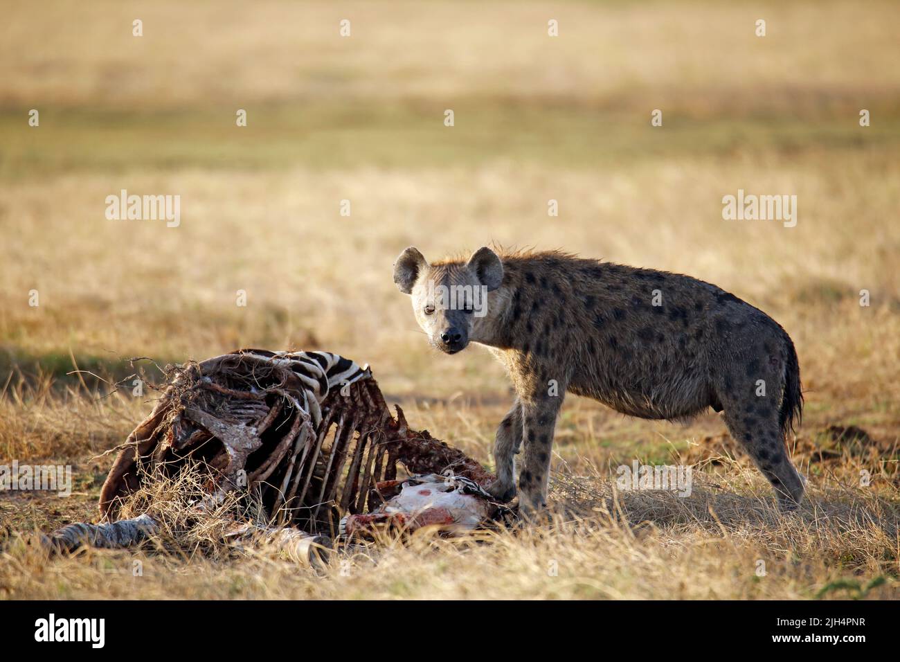 Spotted Hyena (Crocuta crocuta) with Zebra Carcass. Amboseli, Kenya Stock Photo