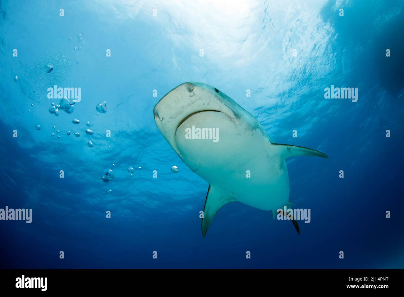 Tiger Shark (Galeocerdo cuvier) Coming in Close, viewed from Below. Tiger Beach, Bahamas Stock Photo