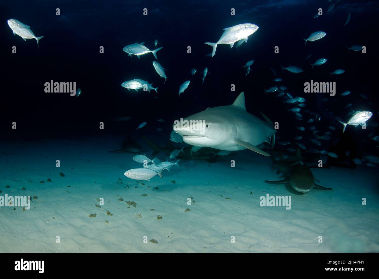 Tiger Shark (Galeocerdo cuvier) Coming in from the Dark, with Lemon Sharks around. Tiger Beach, Bahamas Stock Photo