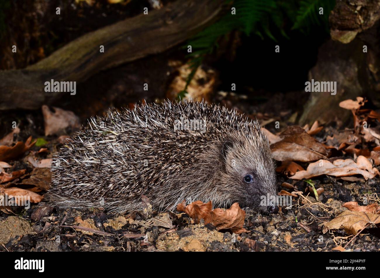Adult hedgehog foraging in leaf litter in autumn. Dorset, UK Stock Photo