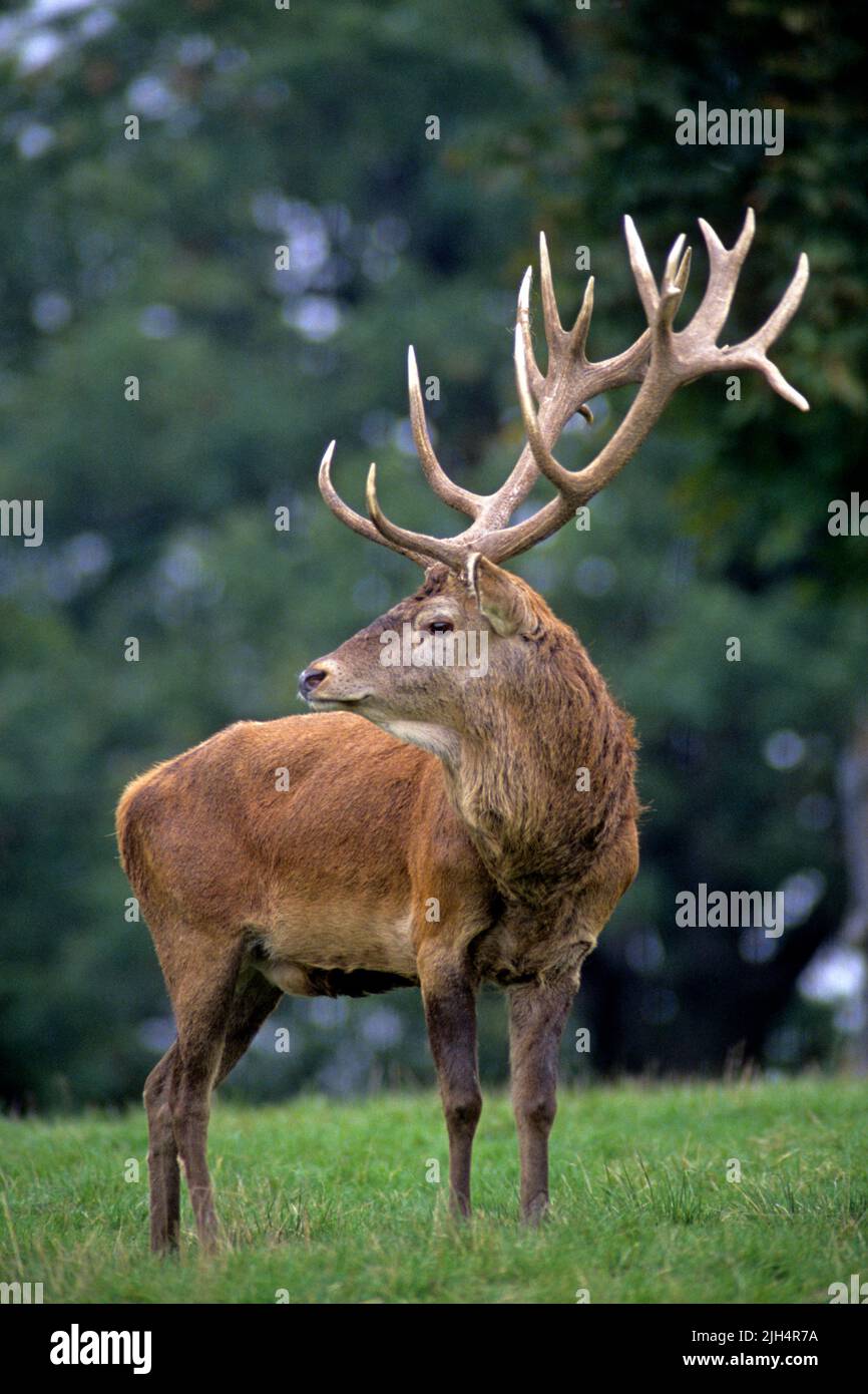 red deer (Cervus elaphus), male, Germany Stock Photo