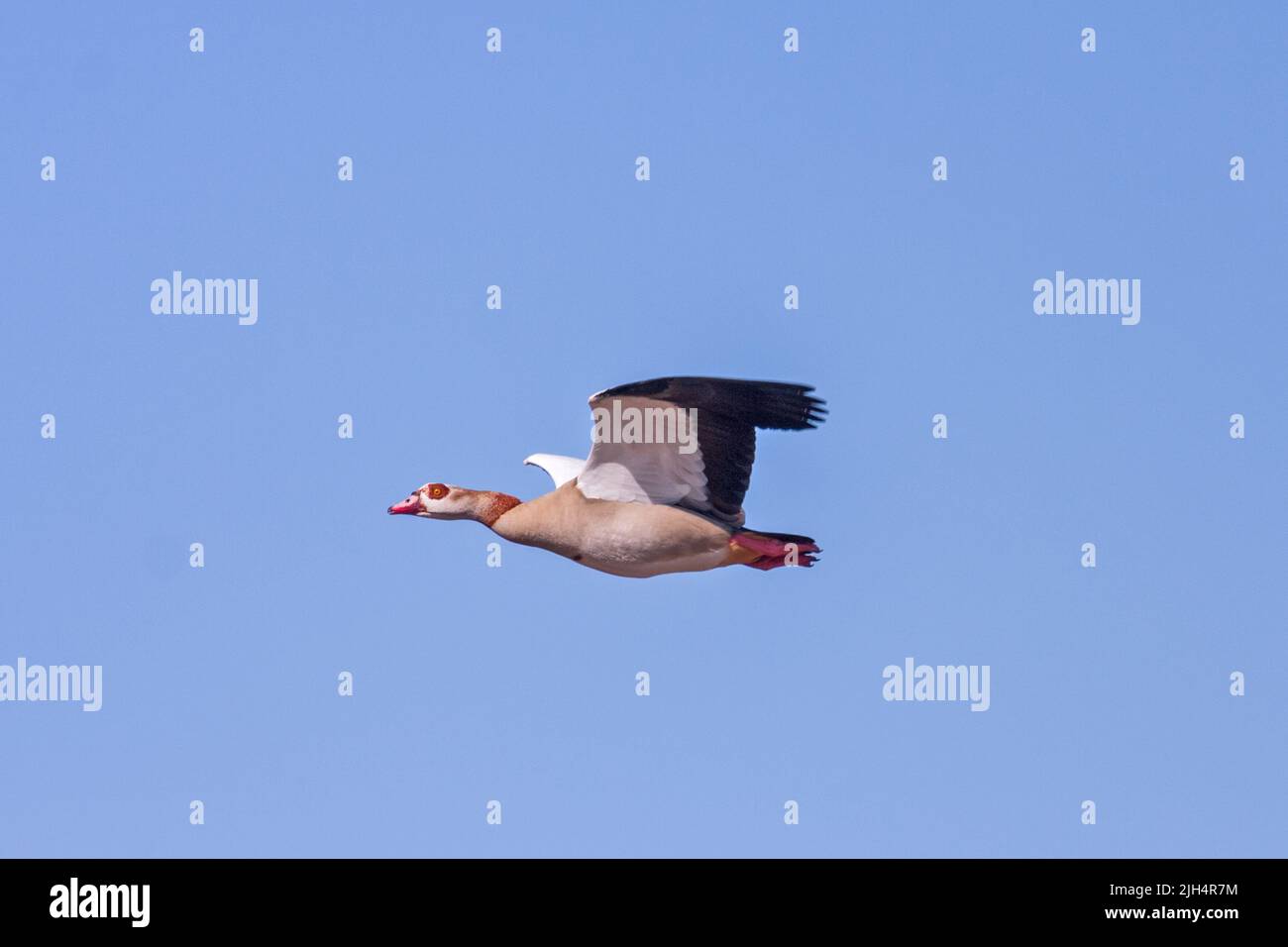 Egyptian goose (Alopochen aegyptiacus), in gliding flight in the blue sky, side view, Germany Stock Photo