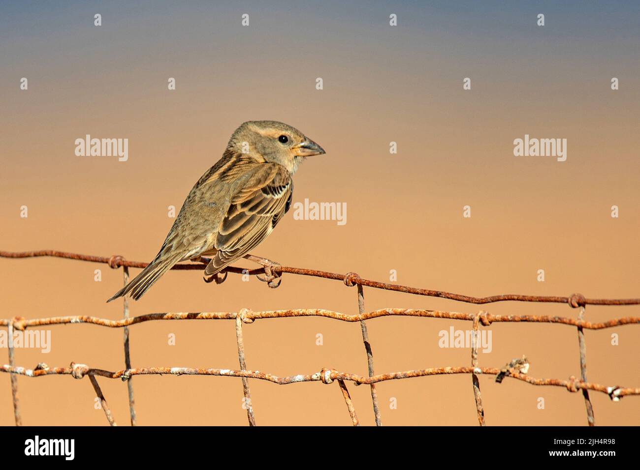 Spanish sparrow, willow sparrow (Passer hispaniolensis), female perching on a rusty mesh wire fence, side view, Canary Islands, Fuerteventura Stock Photo