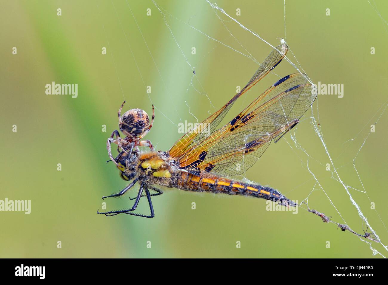 four-spotted libellula, four-spotted chaser, four spot (Libellula quadrimaculata), caught by a spider, Germany Stock Photo