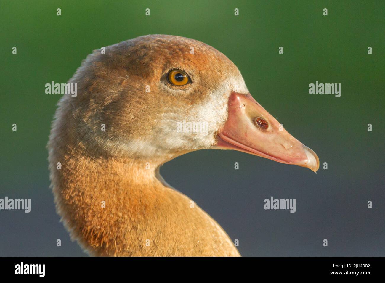 Egyptian goose (Alopochen aegyptiacus), portrait of a juvenile, Germany Stock Photo