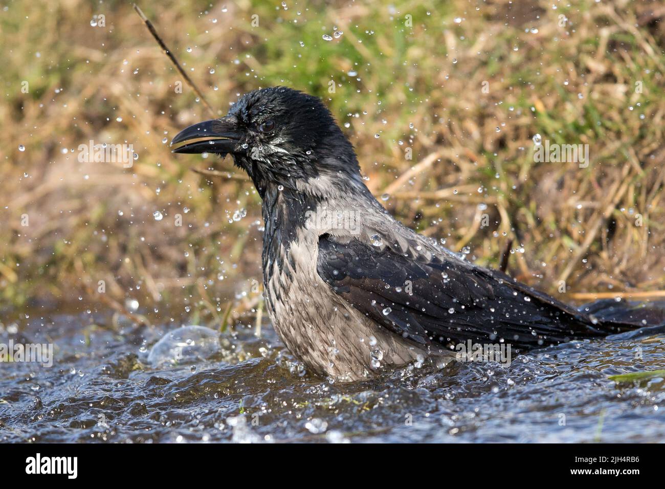 Hooded crow bath hi-res stock photography and images - Alamy