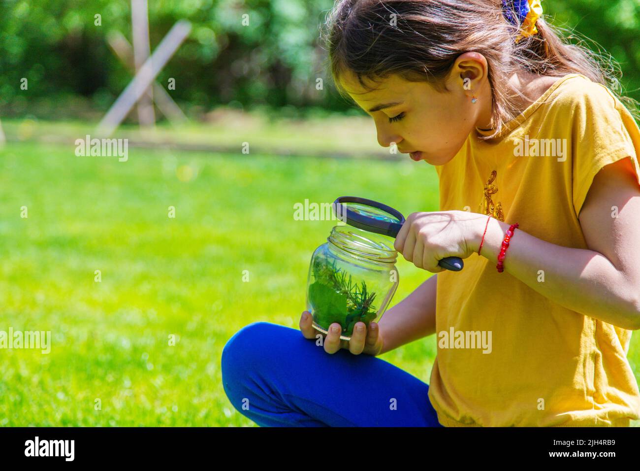 look in a magnifying glass butterfly sits on flowers. selective focus. nature Stock Photo