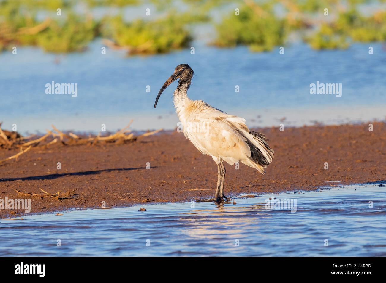 Australian white ibis (Threskiornis molucca, Threskiornis moluccus