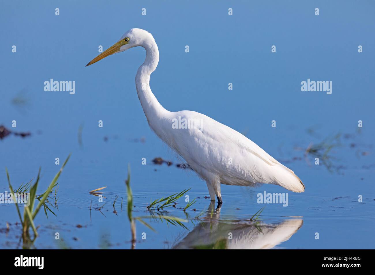 Intermediate Egret, Edian egret, Smaller egret, Yellow-billed egret (Ardea intermedia), foraging in shallow water, Australia, Northern Territory, Stock Photo