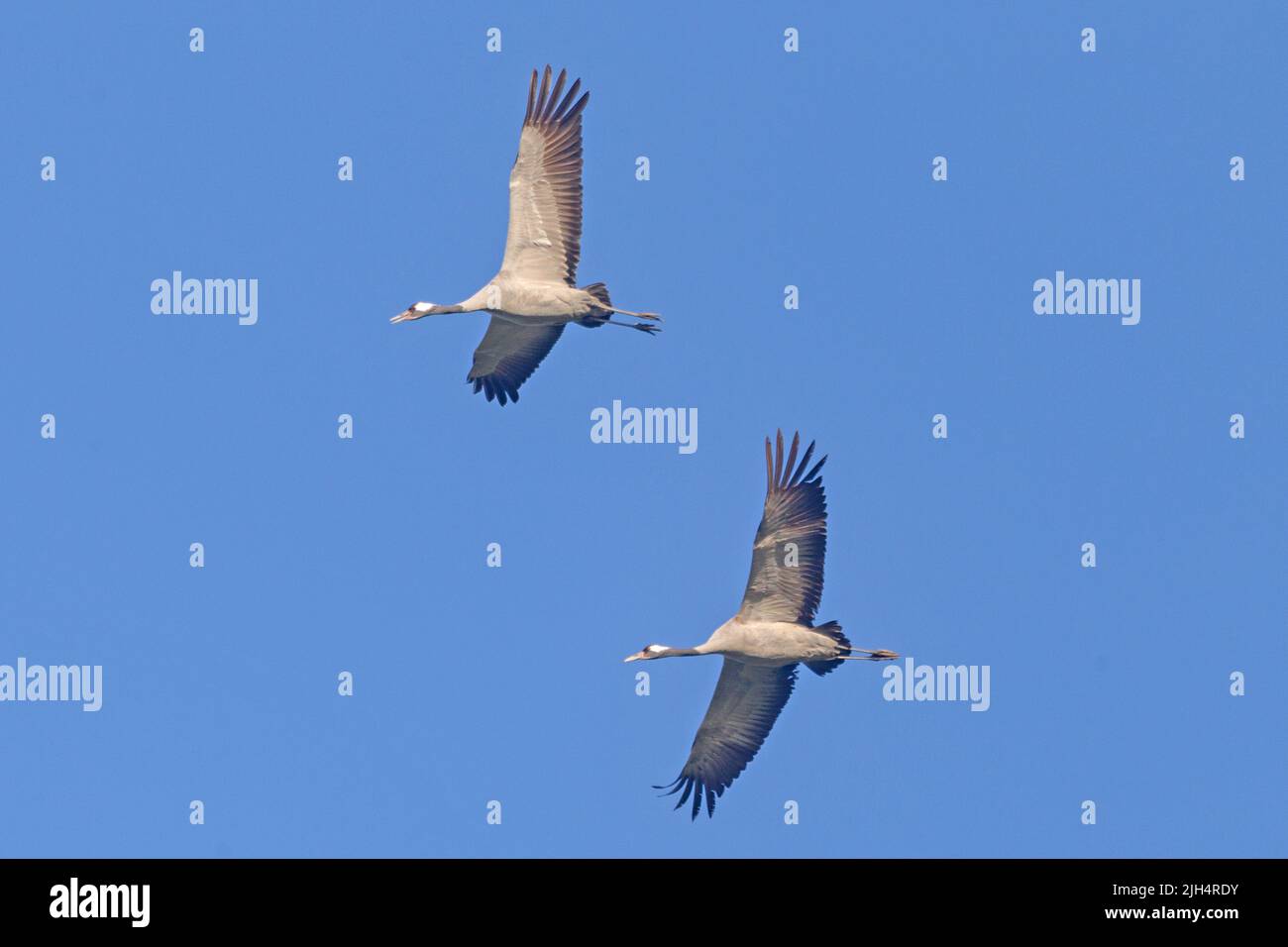 Common crane, Eurasian Crane (Grus grus), two cranes flying together in the blue sky, Germany, Mecklenburg-Western Pomerania Stock Photo