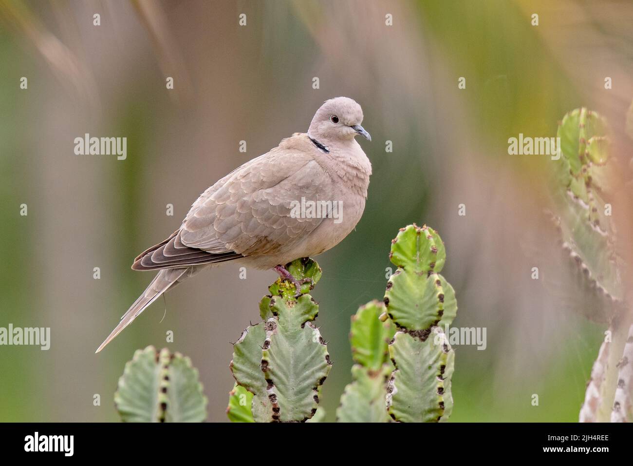 collared dove (Streptopelia decaocto), perched on Canary Island spurge, Canary Islands, Gran Canaria Stock Photo