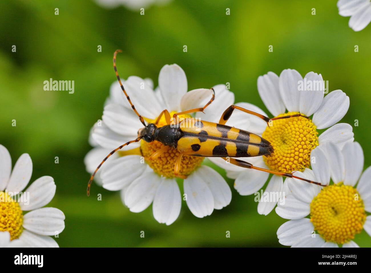 Spotted Longhorn, Yellow-black Longhorn Beetle (Strangalia Maculata ...