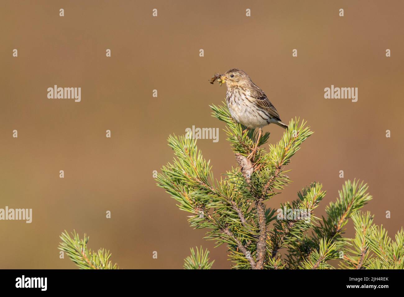 Tree pitpit (Anthus trivialis), with fodder in the bill on top of a spruce, Germany, Hesse, Rhoen Stock Photo