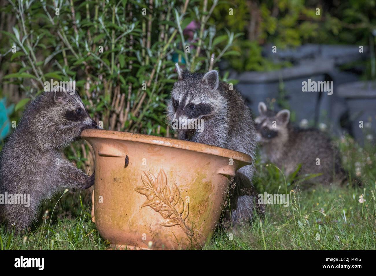 common raccoon (Procyon lotor), raccoons at a flowerpot, Germany, Baden-Wuerttemberg Stock Photo