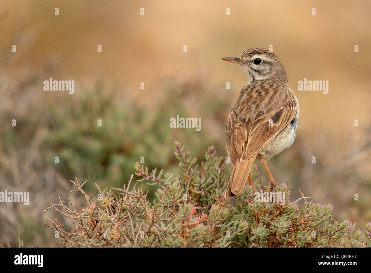 Canarian pitpit, Berthelot's Pipit (Anthus berthelotii), perching on a shrub, Canary Islands, Fuerteventura Stock Photo
