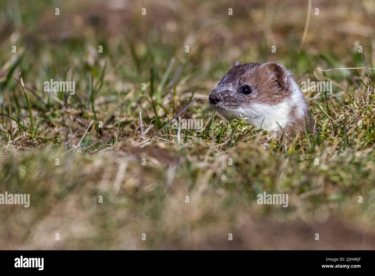 Ermine, Stoat, Short-tailed weasel (Mustela erminea), portrait, change of coat, Germany, Baden-Wuerttemberg Stock Photo