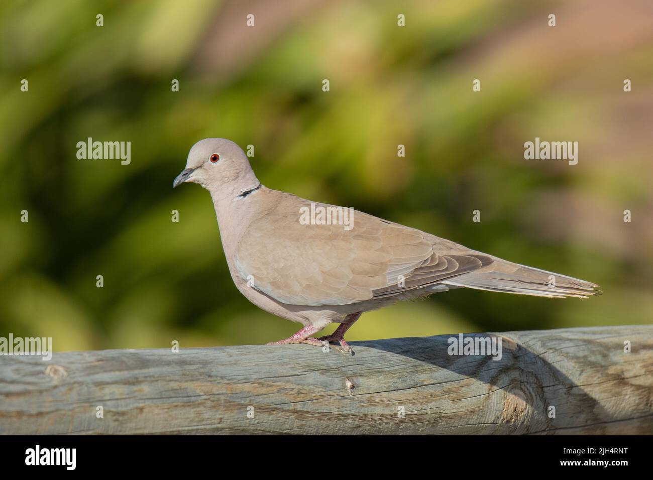 collared dove (Streptopelia decaocto), perched on a wooden fence, Canary Islands, Gran Canaria Stock Photo